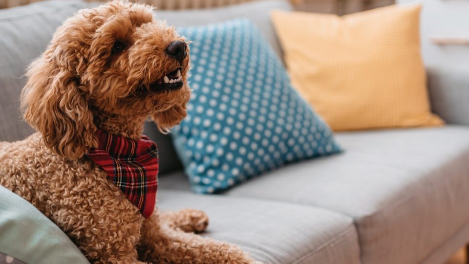 a dog wearing a red bandana sitting on a couch at The The Breck